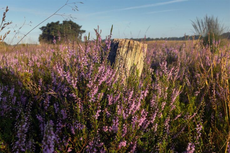 besenheide