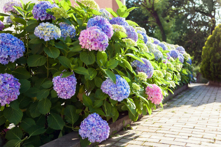 blühende Hortensie