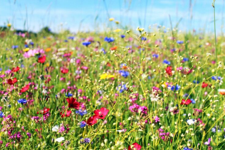 blumenwiese-verschiedene-blumen