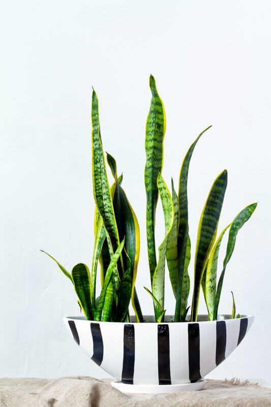 Bogenhaf (Sansevieria)