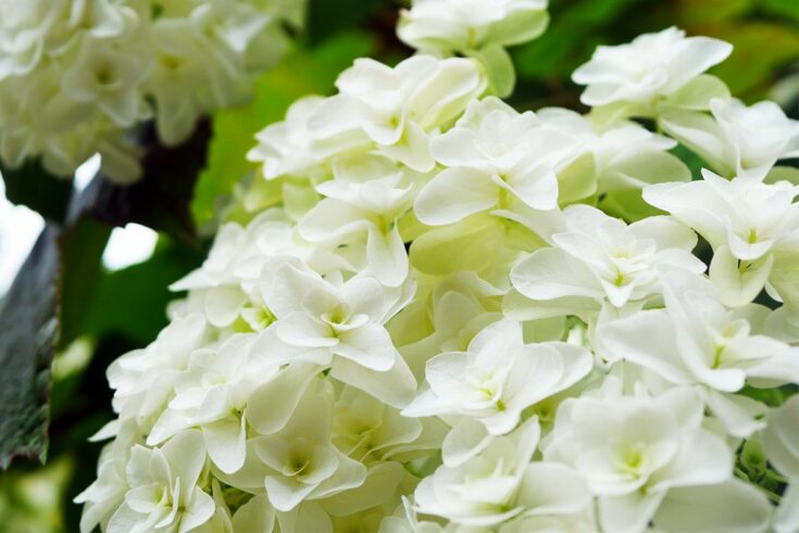 eichenblättrige Hortensie