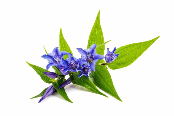 Enzian (Gentian) Enzian (Gentian)