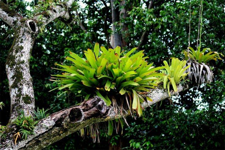 Epiphyten Epiphyten