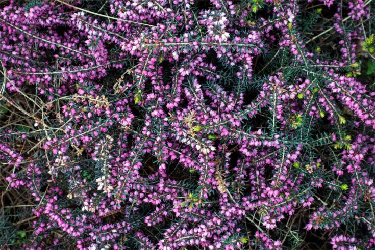 heidepflanze-graue-heide
