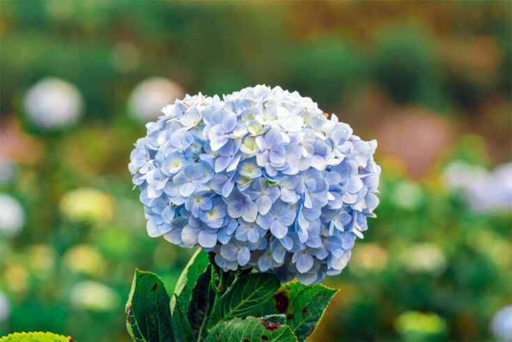 Hortensie Blüte