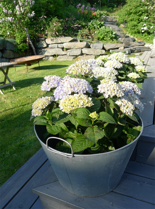 hortensie-im-topf