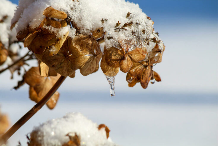 hortensie-im-winter