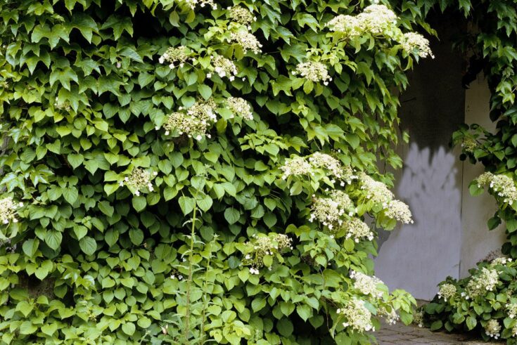 Kletterhortensie Kletterhortensie