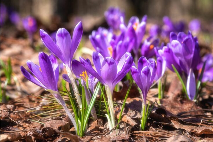 Krokus Krokus