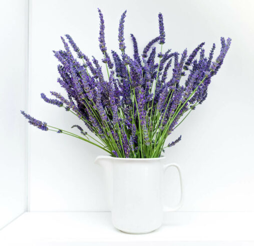Lavendel