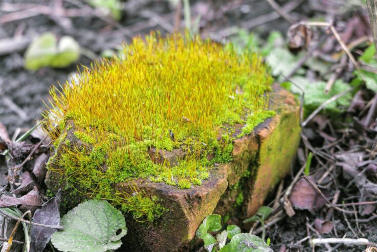 Lithophyten Lithophyten