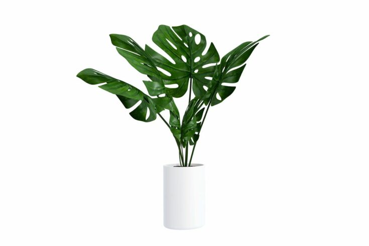 Monstera im Topf Monstera im Topf