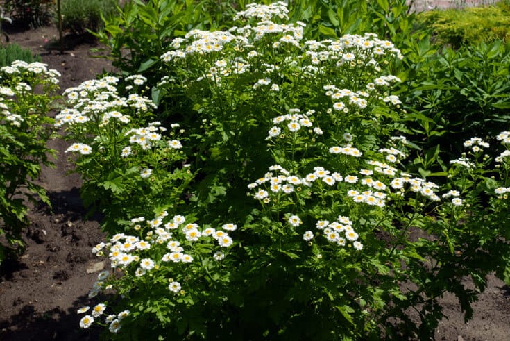 Mutterkraut im Garten