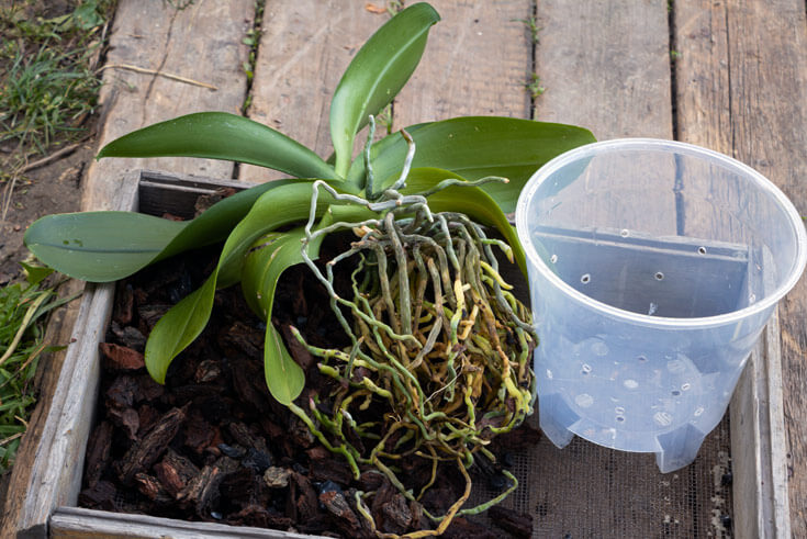 orchidee neuer topf