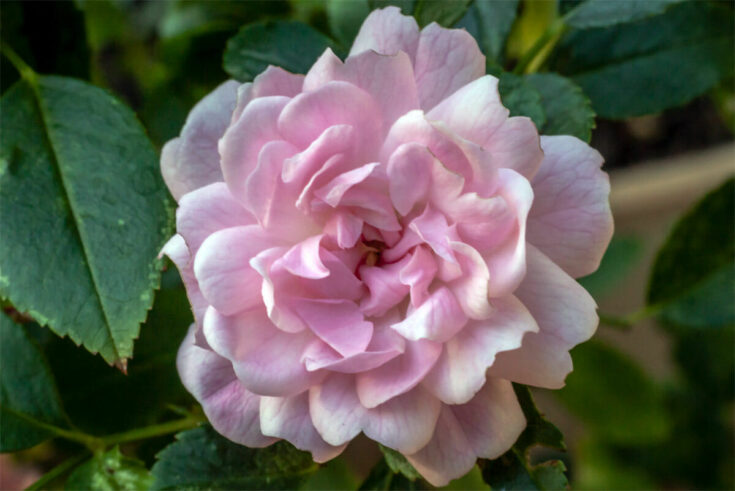 polyantha-rose