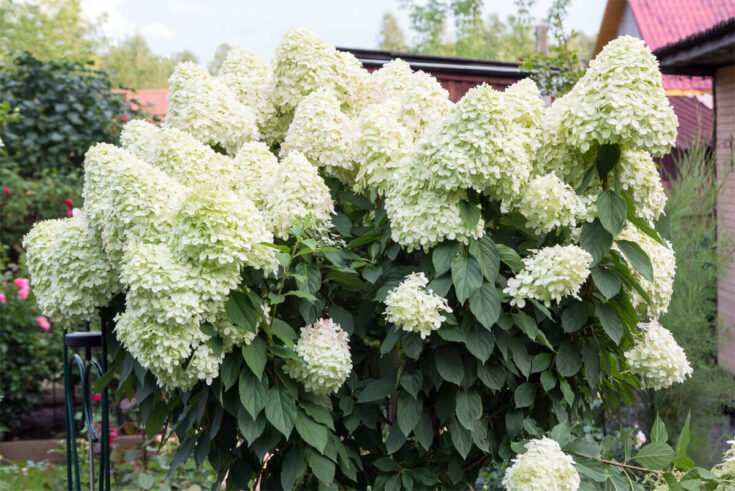 Rispenhortensie