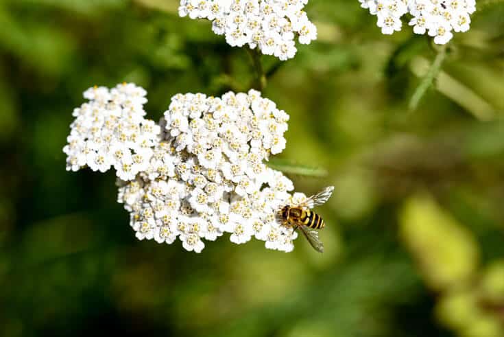 Schafgarbe mit Biene Schafgarbe mit Biene