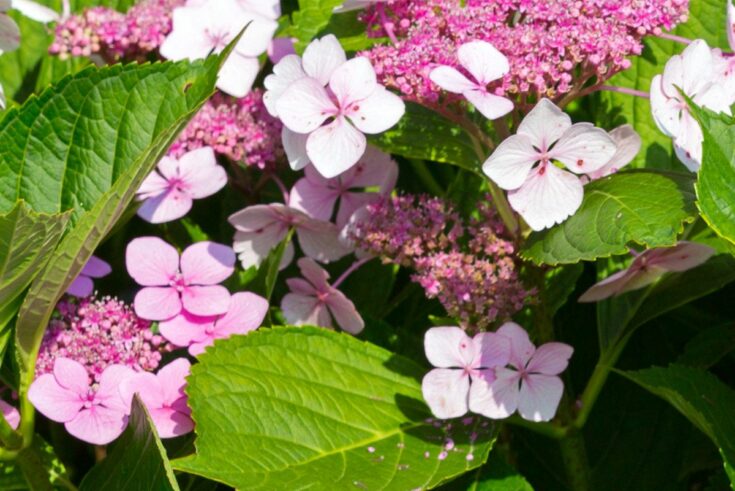 Tellerhortensie Tellerhortensie