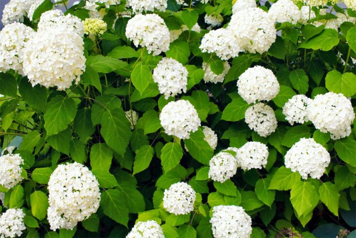 Waldhortensie