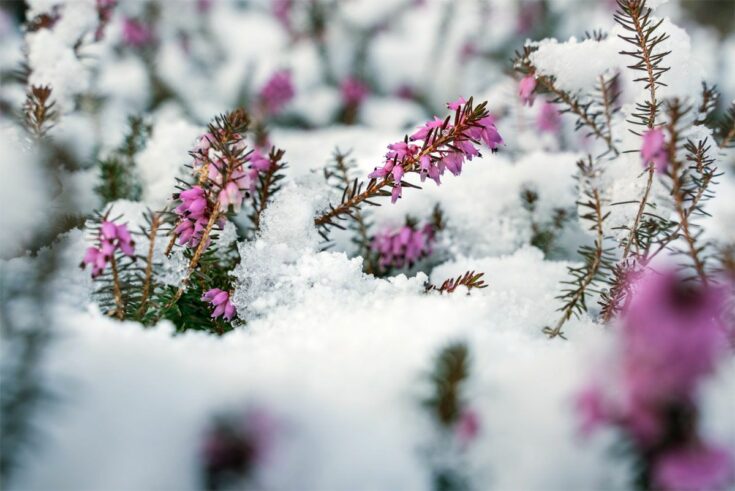 winterheide-im-winter