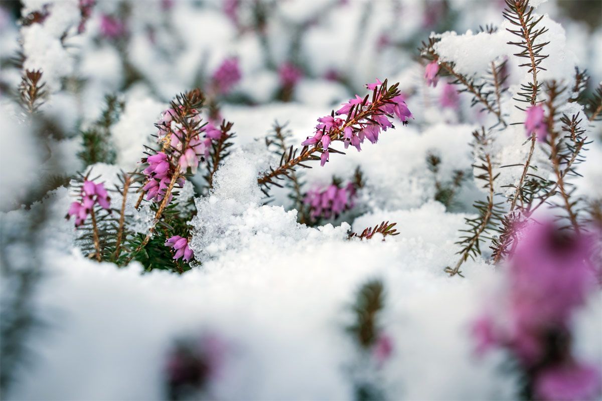 winterheide-im-winter