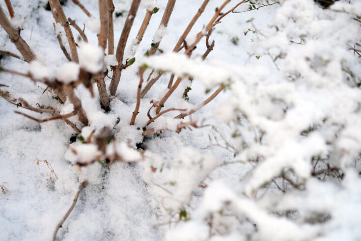winterhortensie