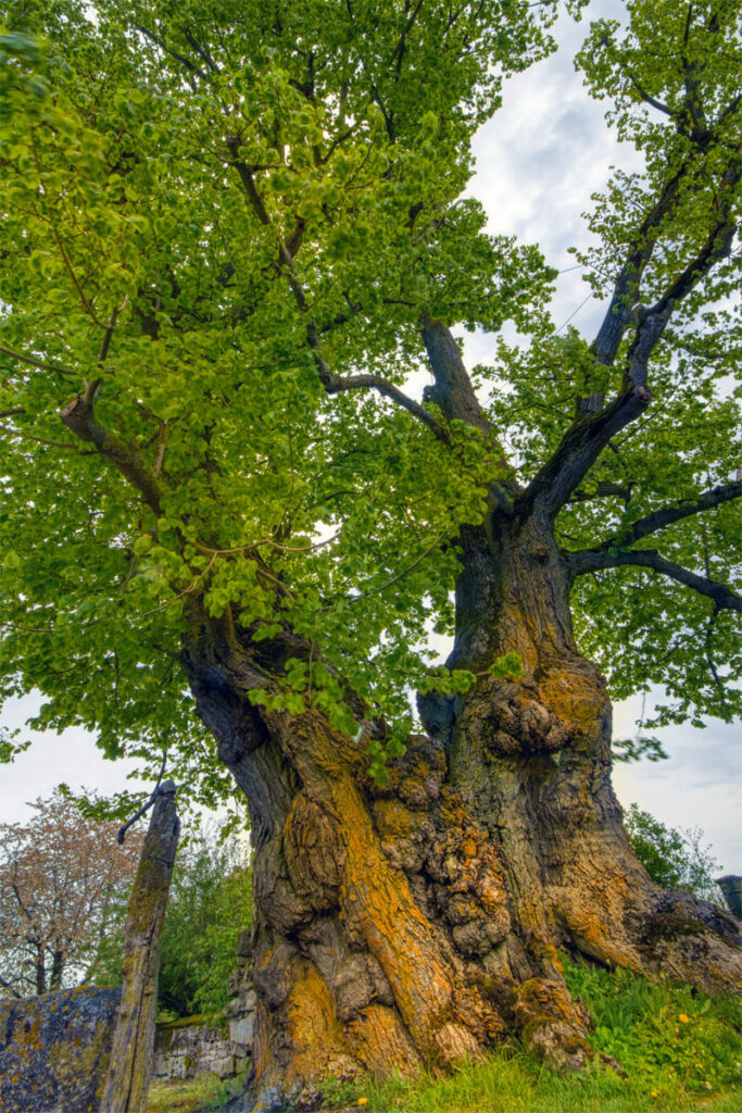 Großblättriger Linde mit einem Alter von zirka 500 Jahren, Umfang über 8 Meter alter Lindenbaum