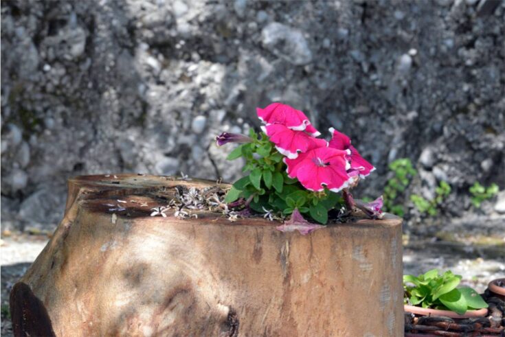 baumstumpf mit Blume