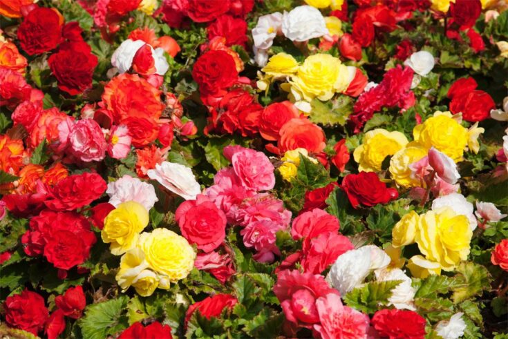 Begonien [Begonia]