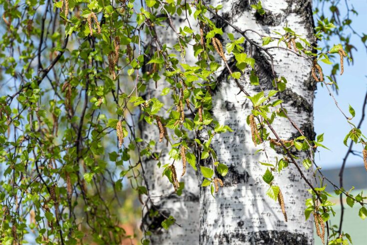 Birken Blüten