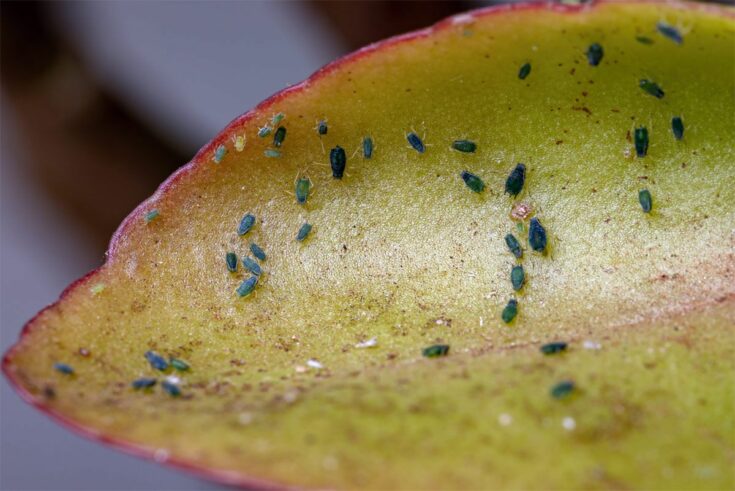 Blattlaus auf Blatt