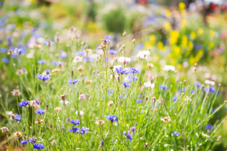 Blumenwiese auf Böschung