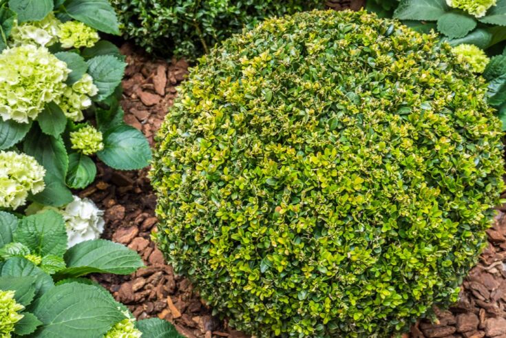 Buchsbaum [Buxus sempervirens]