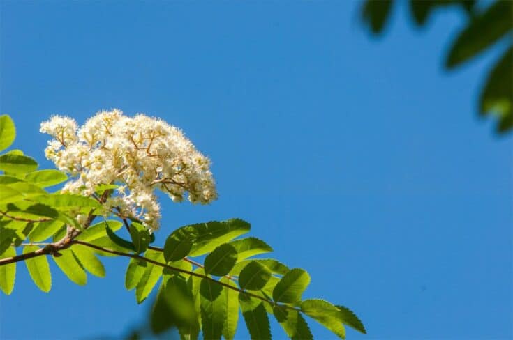 eberesche blüten