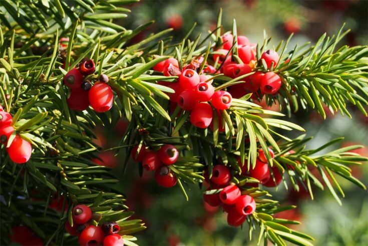 Eibe [Taxus baccata]