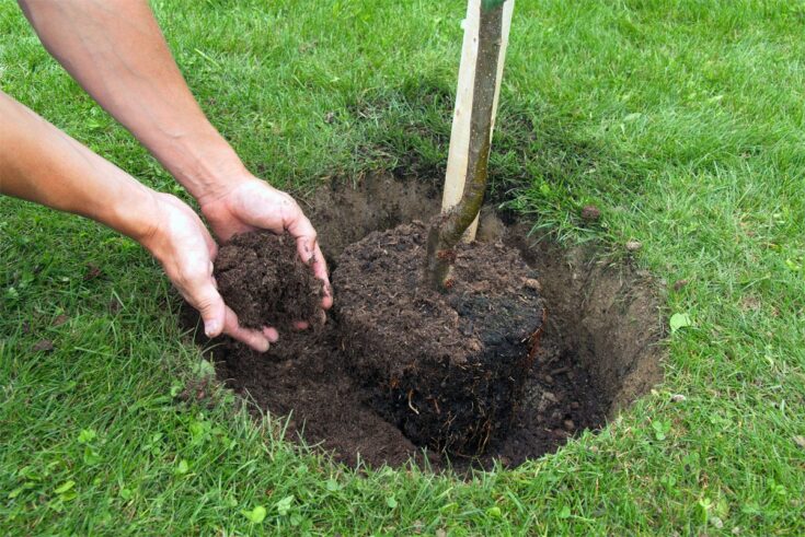 Esche im Garten pflanzen