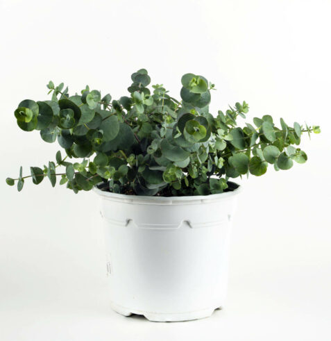 eukalyptus