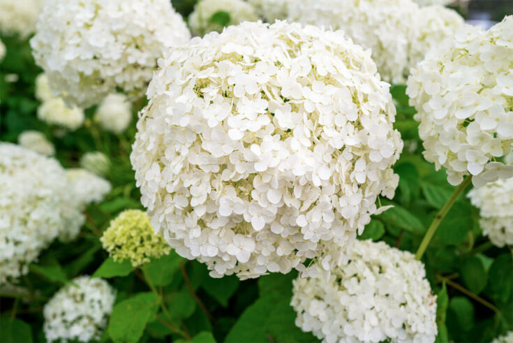 grosse schneeballhortensie