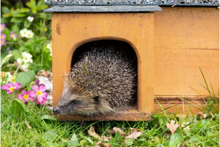 Igel Haus