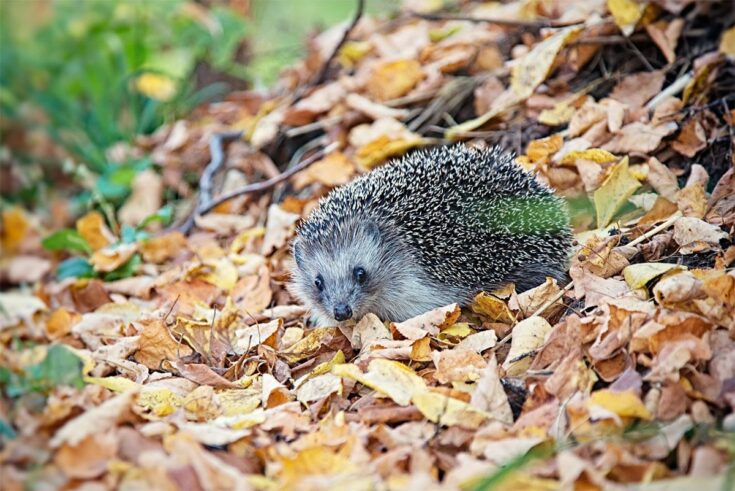 Igel im Laubhaufen