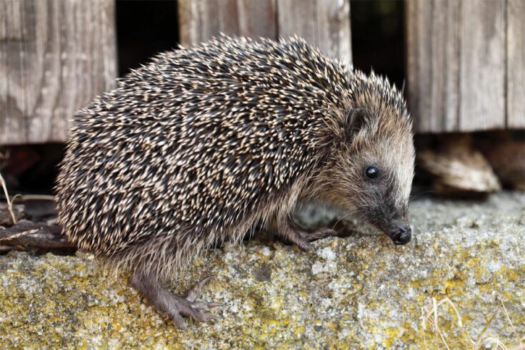 Igel am Zaun