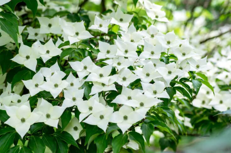 Japanischer Blumenhartriegel Japanischer Blumenhartriegel