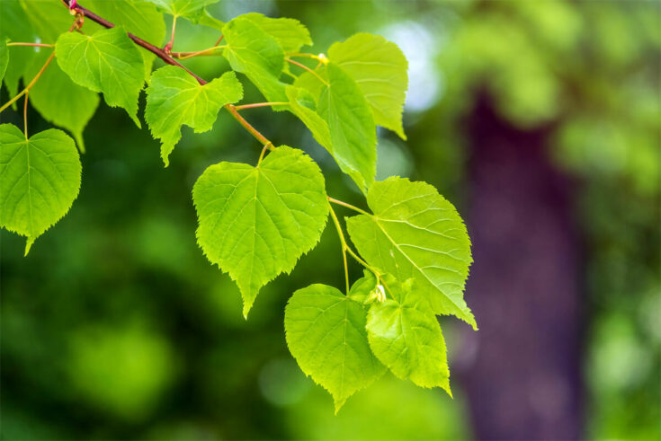 Blätter der Tilia dasystyla Linde Lindenblätter