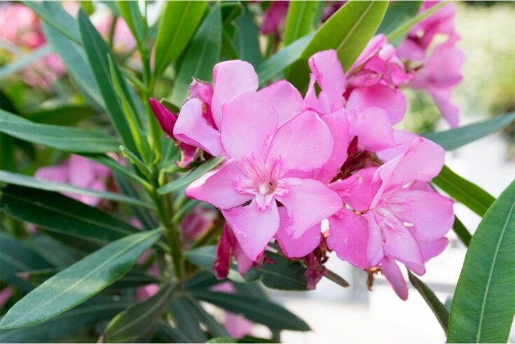 Oleander [Nerium oleander]