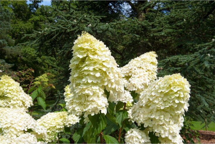 Rispenhortensie Phantom Rispenhortensie Phantom