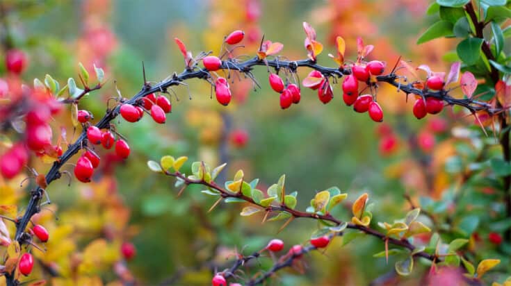 Hartriegel roter Cornus Mas Beere am Ast Hartriegel roter Cornus Mas Beere am Ast