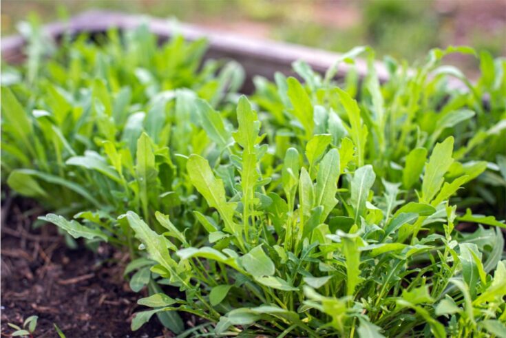 rucola