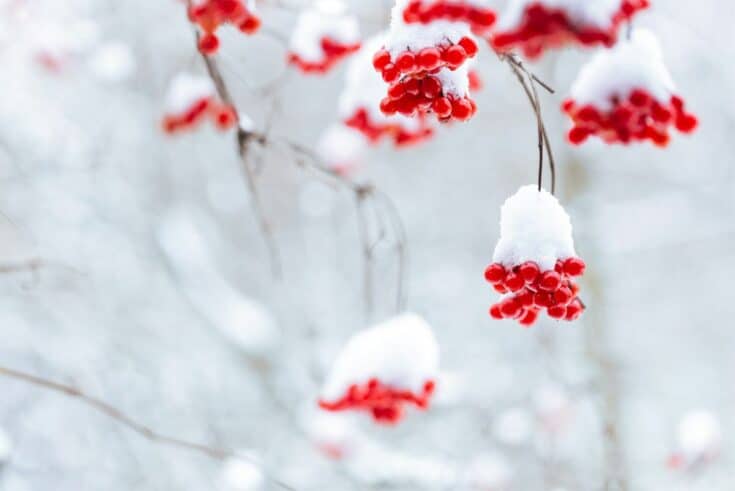 Schneeball Beeren