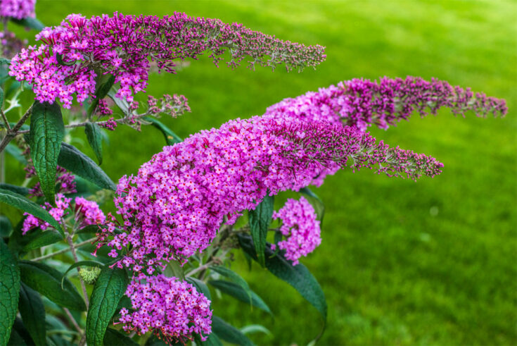 sommerflieder