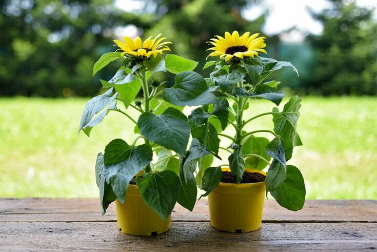 sonnenblumen